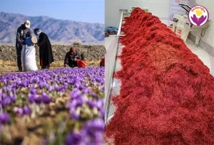زعفران در قائنات - زعفران آناقاین