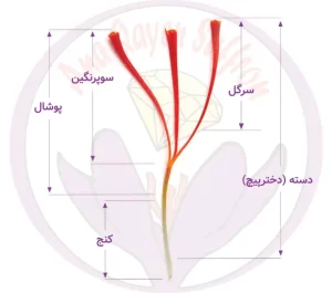 خرید اینترنتی زعفران - زعفران آناقاین