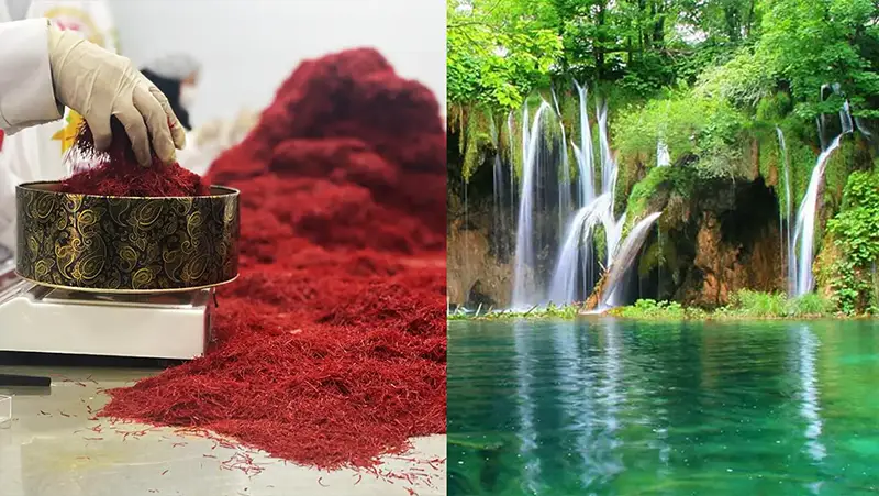 خرید زعفران در بابل - زعفران آنا قاین