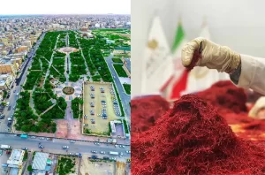 زعفران در گلستان - زعفران آنا قاین